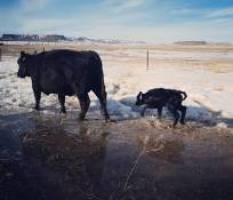 cow with calf walking on snow
